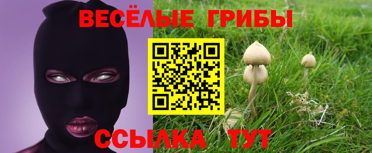 Галлюциногенные грибы Psilocybe Кандалакша